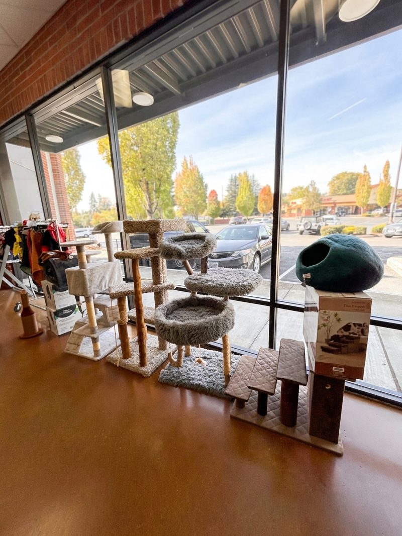 Cat trees, condos and steps along the front windows